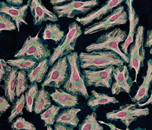 DNA Drucke: Zellen von HeLa, Lichtmikroskopie C013 / 4774