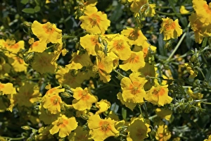 Mediterranean Flora Drucke: Helianthemum sp