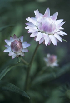Helichrysum Bracteatum Drucke: Helichrysum Large Flowered Mixed