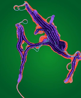Transmission Electron Micrograph Drucke: Helicobacter bacteria, TEM