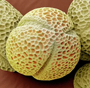 Drucke von Hellbarbeerepollenkerne, farbiges Scanning-Elektronenmikroskopbild. Vergrößerung: x2000 bei einer Ausrichtung von 10 Zentimetern Breite Bilder Datiert 2010 März: Helianthus annuus Pollen, SEM