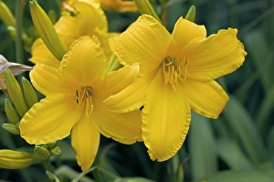 Perennial Garden Plants Drucke: Hemerocallis Azor
