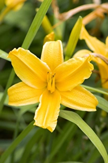 Drought Tolerant Plants Drucke: Hemerocallis Burning Daylight