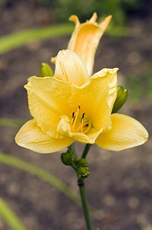 Flower Photography Drucke: Hemerocallis Contessa