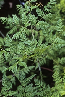 Drucke von Hemlock-Farn (Conium maculatum). Diese Pflanze ist sehr giftig. Sie enthält toxische Alkaloide, die eine Lähmung der Atemnerven verursachen, was zum Tod durch Ersticken führt Bilder Datiert 2006 März: Hemlock (Conium maculatum)