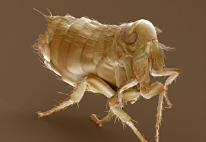 Bilder aus dem Jahr 2000: Henne Fledermaus