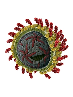 Viral Capsid Structure Drucke: Hepatitis C virus, molecular model