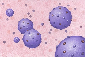 Hepatitis C-Viren, Kunstwerk