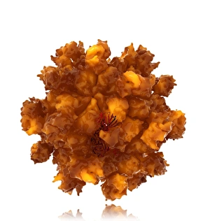 Liver Inflammation Causes Drucke: Hepatitis E virus particle, artwork