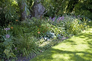 Herbaceous Border Drucke: Herbaceous Border