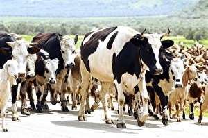 Livestock Photography Drucke: Herd of cows and goats
