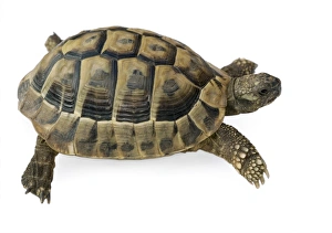 Testudo Hermanni Drucke: Hermanns tortoise