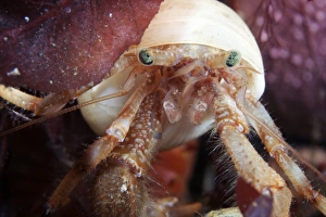 Marine Crustaceans Drucke: Hermit crab