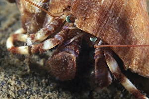 Krabbenkäfer