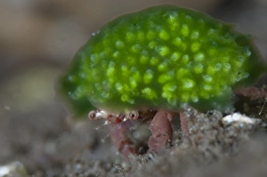 Krabbenasche mit Schwammschale