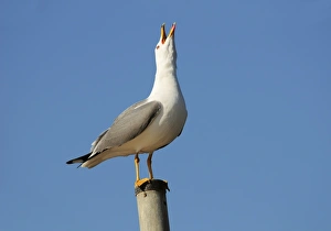 March Bird Sightings Drucke: Herring gull