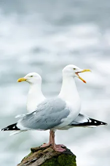 Drucke von Zwei Graumäuse (Larus argentatus), auf einem Granitfelsen gesessen und rufen der männliche Gans Bilder Datiert 2010 Februar: Zwei Seehühner