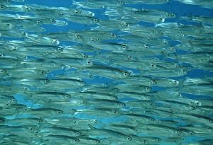 Schooling Fish Drucke: Herring shoal