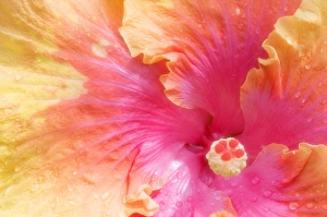 Tropical Plant Drucke: Hibiscus (Hibisucus The Path )