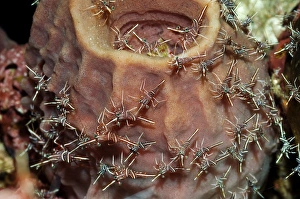 Rinca Island Wildlife Drucke: Hingebeak shrimp on a sponge