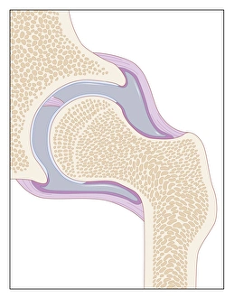 Hip Joint Anatomy Drucke: Hip joint, artwork