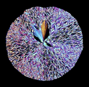 Light Microscopy Images Drucke: Hippuric acid crystals, light micrograph