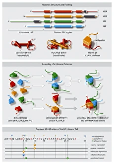 Deoxyribonucleic Acid (DNA) Drucke: Histone structures, diagram