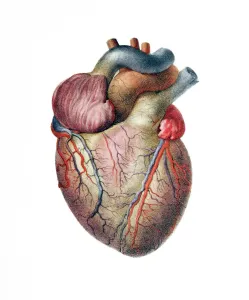 Menschlicher Körper Drucke: Heart