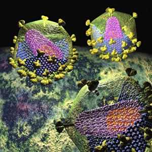 Human Immunodeficiency Virus Drucke: HIV particles, artwork C016 / 8652