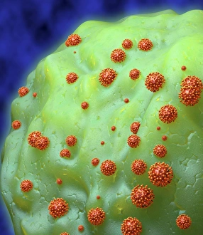 Human Immunodeficiency Virus Drucke: HIV particles exiting a cell