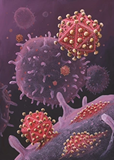 Drucke von Virenpartikel verlassen ein Zellteil: Kunstwerk von HIV-Partikeln (Menschenimmunmangelvirus) Partikeln verlassen einen T-Lymphozyt (weißen Blutzellen) Bilder Datiert 2009 November: Virenpartikel verlassen eine Zelle, Kunstwerk