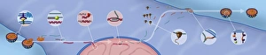 Human Immunodeficiency Virus Drucke: HIV replication cycle, diagram