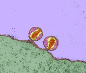 Drucke von HIV-Viren. Farbige Transmissionselektronenmikroskopaufnahme (TEM) von Humanimmundefizienz-viruspartikeln (HIV) Bilder Datiert 2002 Juli: HIV-Viren, TEM