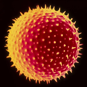Plant Reproduction Process Drucke: Hollyhock pollen