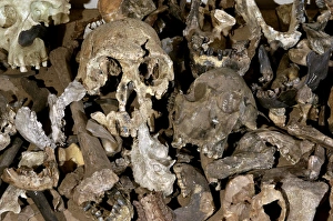 Drucke von Hominoid-Kopfkasten. Sammlung von Hominoid-Kopfmodellen am Max-Planck-Institut für Evolutionsanthropologie in Deutschland Bilder Datiert 2009 Juni: Hominoid-Kopfkästchen