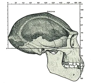 Hominid-ähnlicher Schädel
