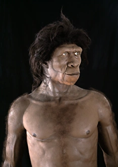 Ancient Human Ancestor Drucke: Homo ergaster