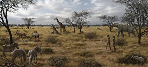 African Savannah Landscape Drucke: Homo ergaster landscape