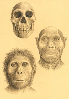 Bilder Datiert 2006 Juli: 'Homo Georgicus' ist ein fossiles Tier