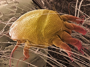 Drucke von Honigbiene Mite, farbiges Scanning-Elektronen-Mikroskopbild (SEM) einer Honigbiene Mite (Varroa sp.) Bilder Datiert 2004 Oktober: Honigbiene Mücke, SEM