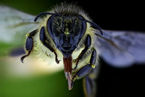 Bilder Datiert 28. März 2013: Bienenkopf