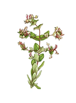 Ornamental Flowers Drucke: Honeysuckle (Lonicera implexa), artwork C016 / 3376