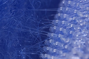 Seed Dispersal Methods Drucke: Hook and loop fastener C014 / 0321