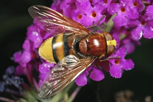 Hornet Mimic Hoverfly Drucke: Hornet mimic hoverfly