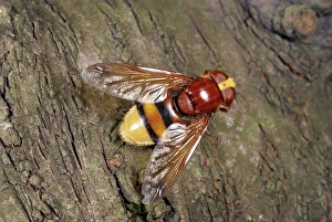 Ameisenmimen Fliegenlärmer