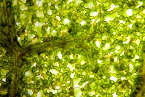 Drucke von Hufebergschalenblatt. Lichtmikroskopische Abbildung einer Schnittstelle durch ein Blatt von Hufebergschale oder Konkerbaum (Aesculus hippocastanum) Bilder Datiert 2012 Januar: Pferde-Prunkblatt, Lichtmikroskopie