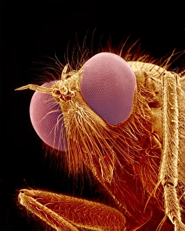 Compound Eye Insect Drucke: Horse fly, SEM