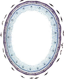 Light Micrograph Drucke: Horse-tail stem, light micrograph
