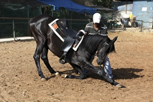 Horse Training Techniques Drucke: Horse training