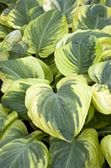 Hosta Leaves Drucke: Hosta Carnival